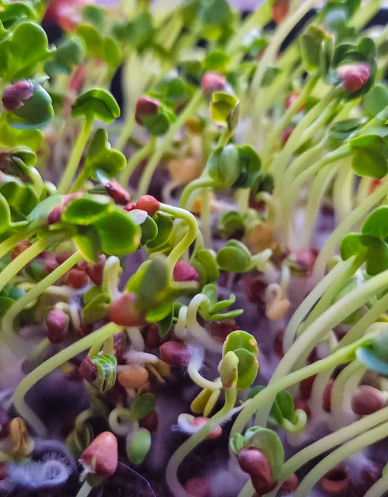 3 dienų Daikon ridikėlių mikrožalumynų derlius 1 nuotrauka