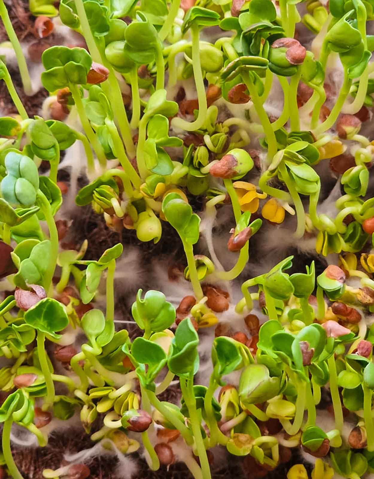 3 dienų Daikon ridikėlių mikrožalumynų derlius 2 nuotrauka