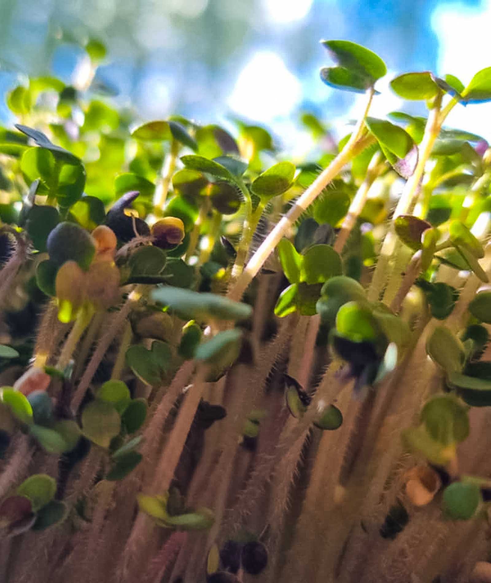 Baltųjų garstyčių mikrožalumynai iš šono