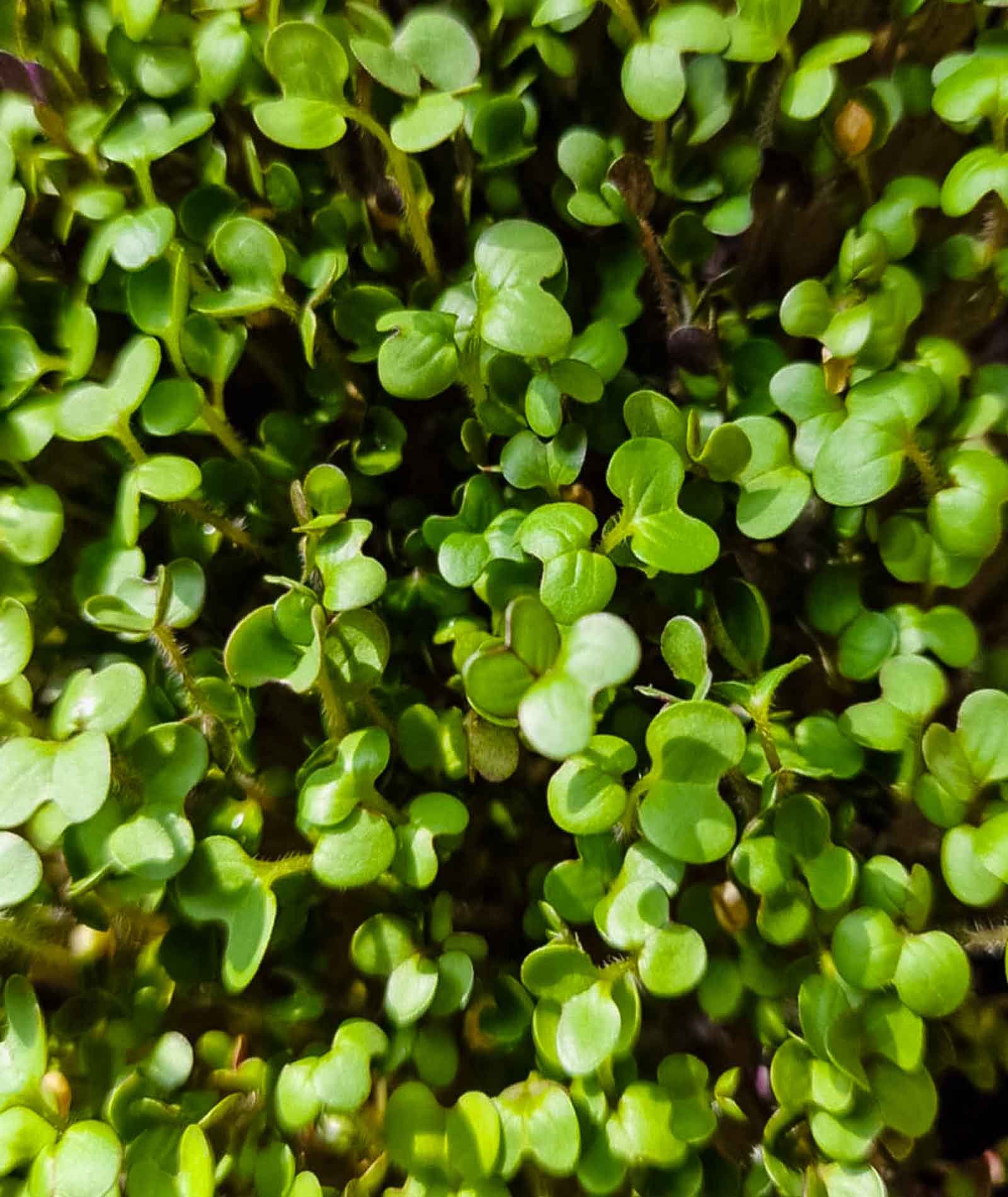 Baltųjų garstyčių mikrožalumynai iš viršaus