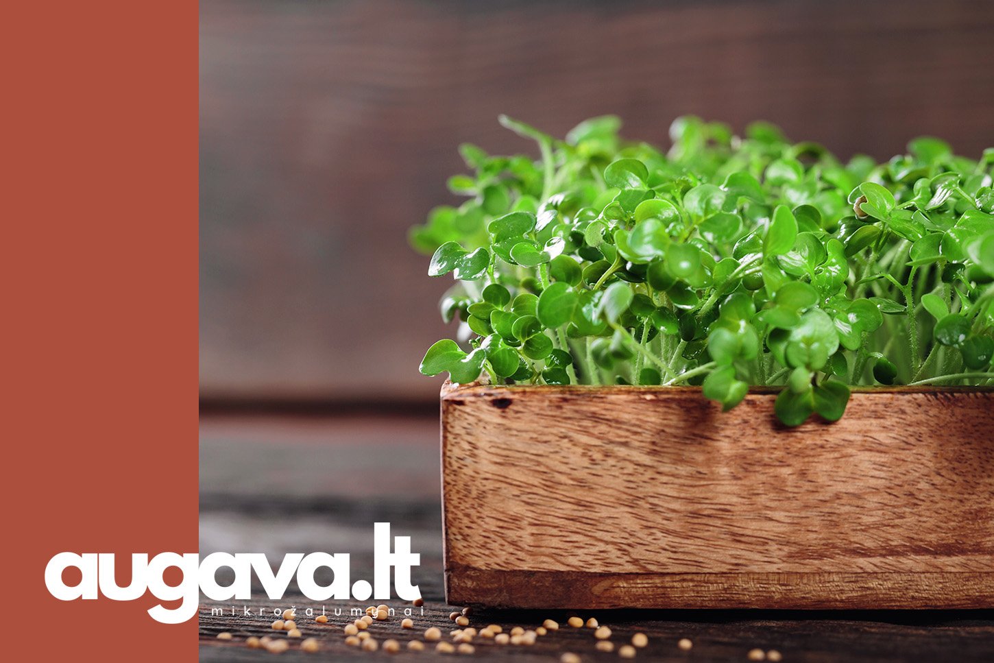 Baltųjų garstyčių mikrožalumynai. Straipsniui