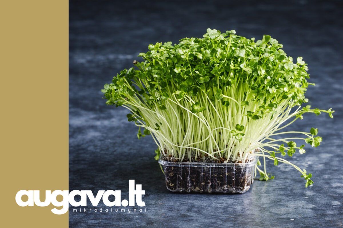 Daikon ridikėlių mikrožalumynai.
