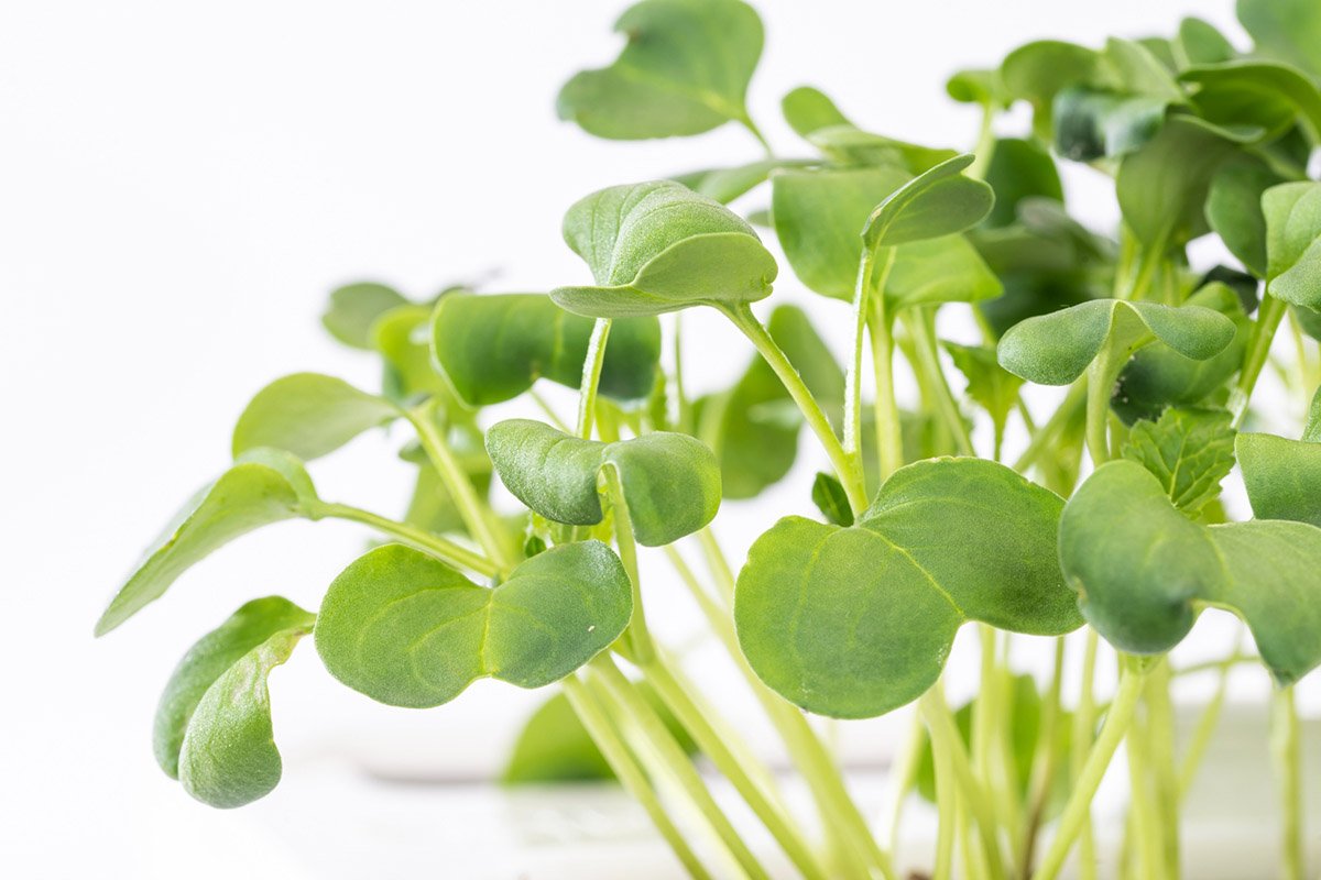 Daikon ridikėlių mikrožalumynai