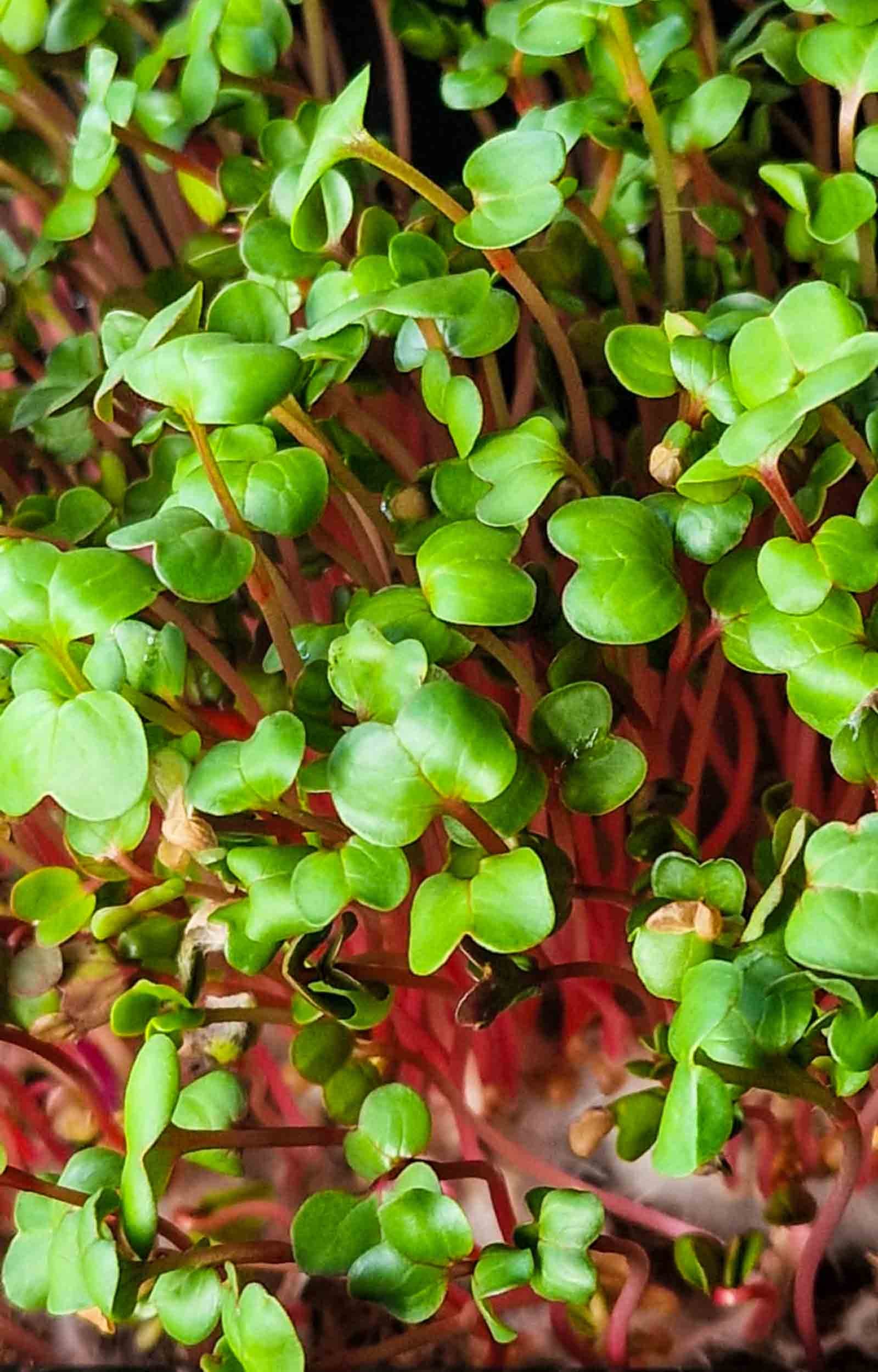 Pink ridikėlių mikrožalumynai 6 diena nuo pasėjimo