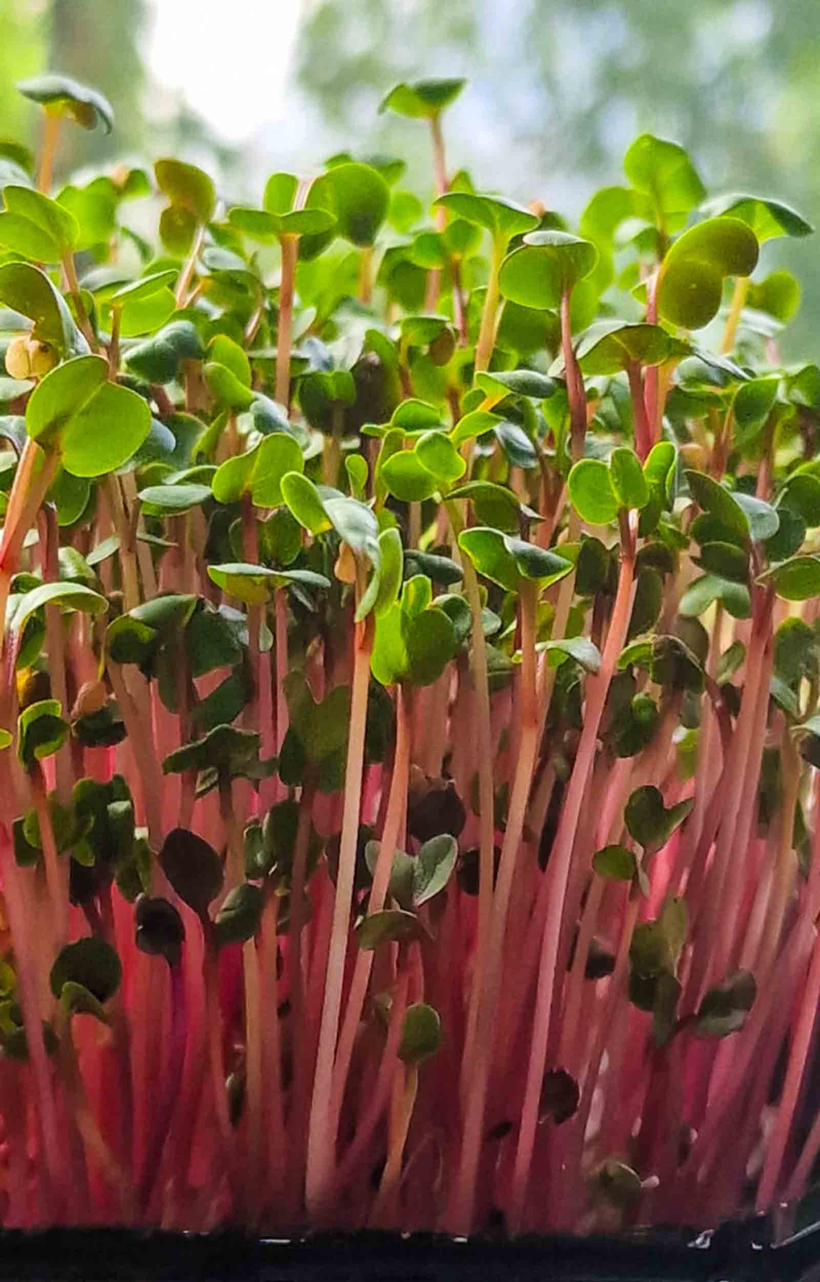 Pink ridikėlių mikrožalumynai žvelgiant iš šono