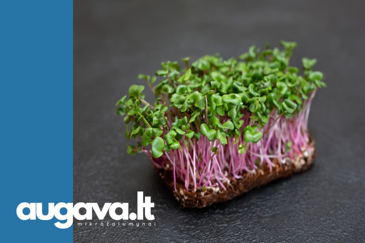 Pink ridikėlių mikrožalumynai. Straipsniui