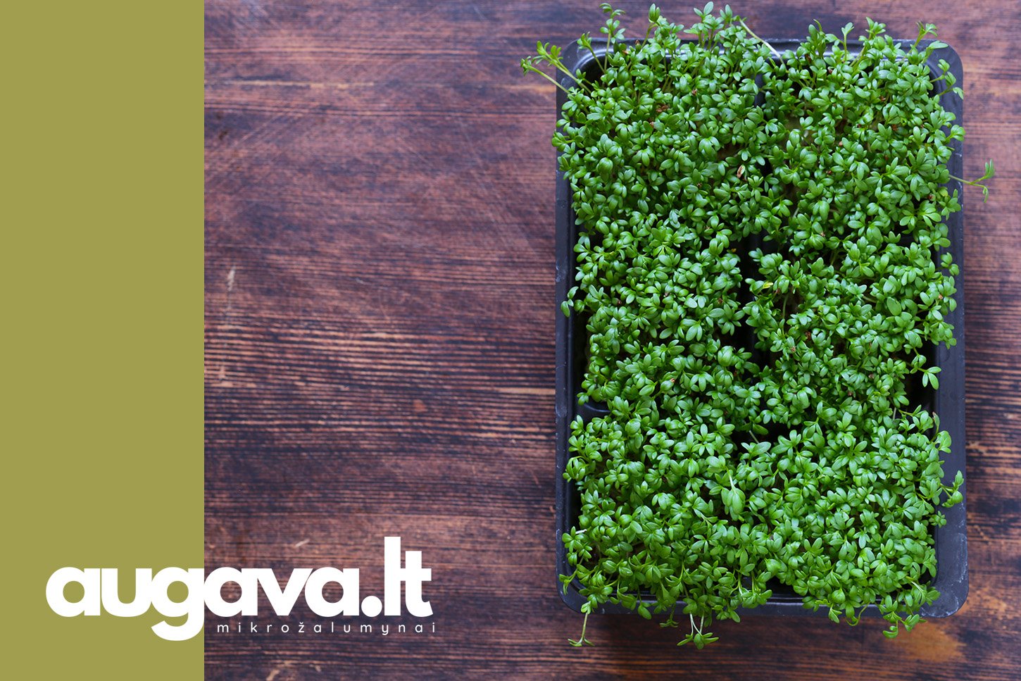 Pipirinės mikrožalumynai. Straipsniui