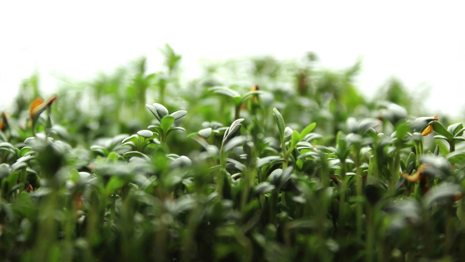 Pipirnės mikrožalumynai 4 dienos nuo pasėjimo