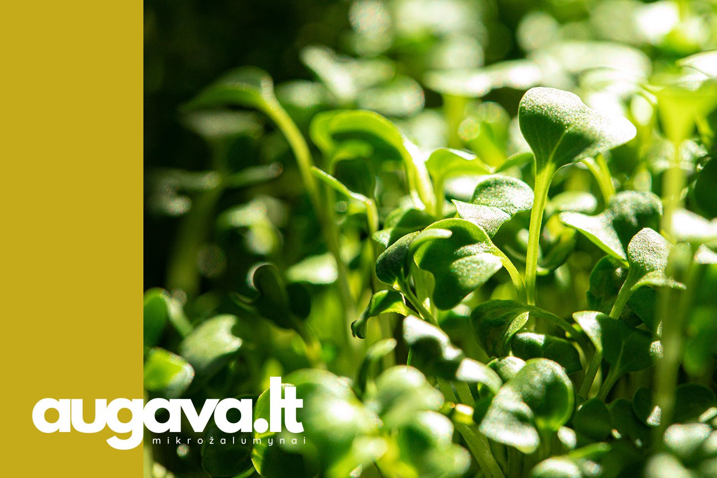 Traškiųjų salotų mikrožalumynai. Straipsniui