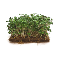 Baltųjų garstyčių mikrožalumynų sėklos 3 galerijos nuotrauka