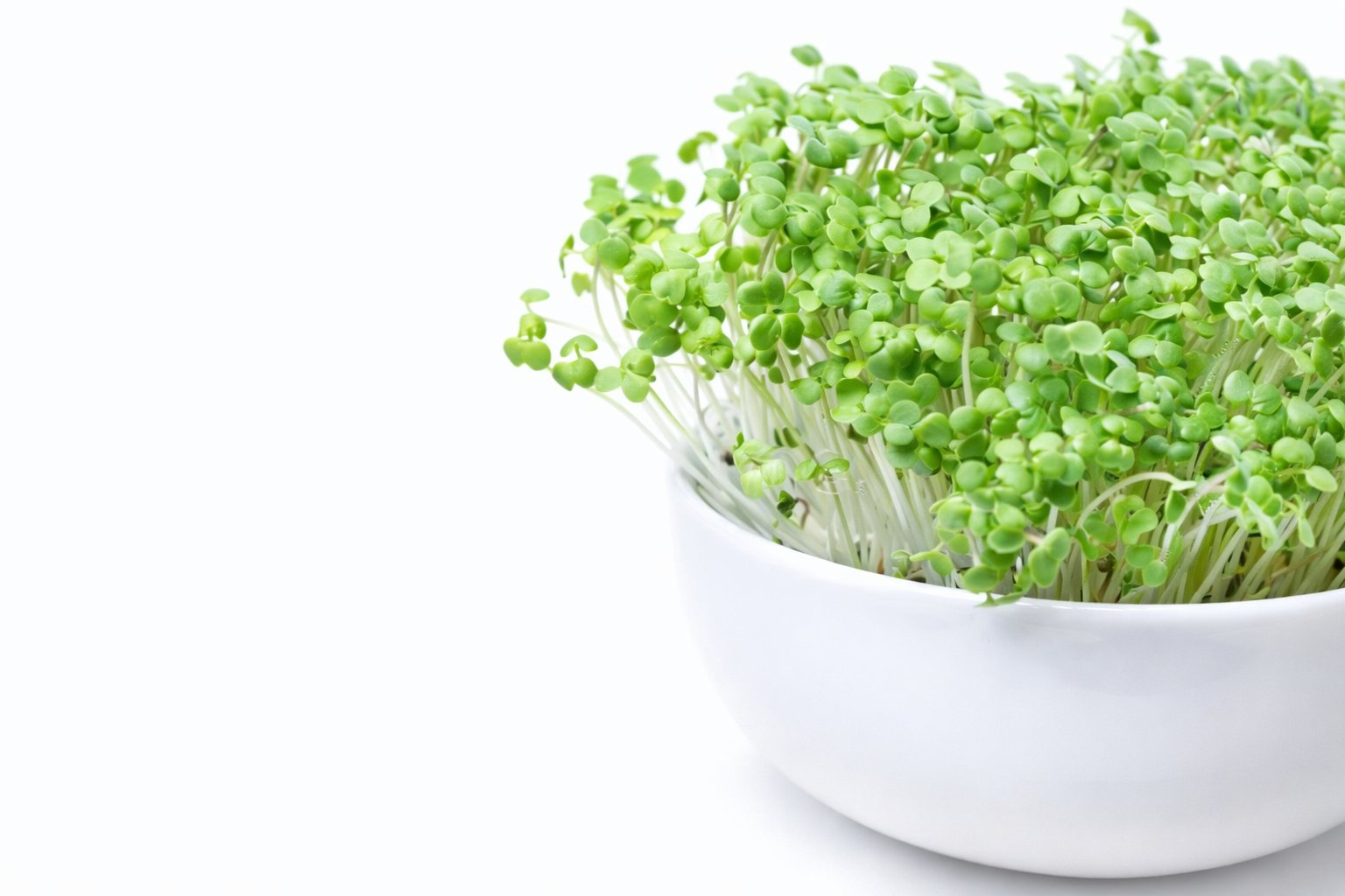 Baltųjų garstyčių mikrožalumynų sėklos. Įrašo nuotrauka