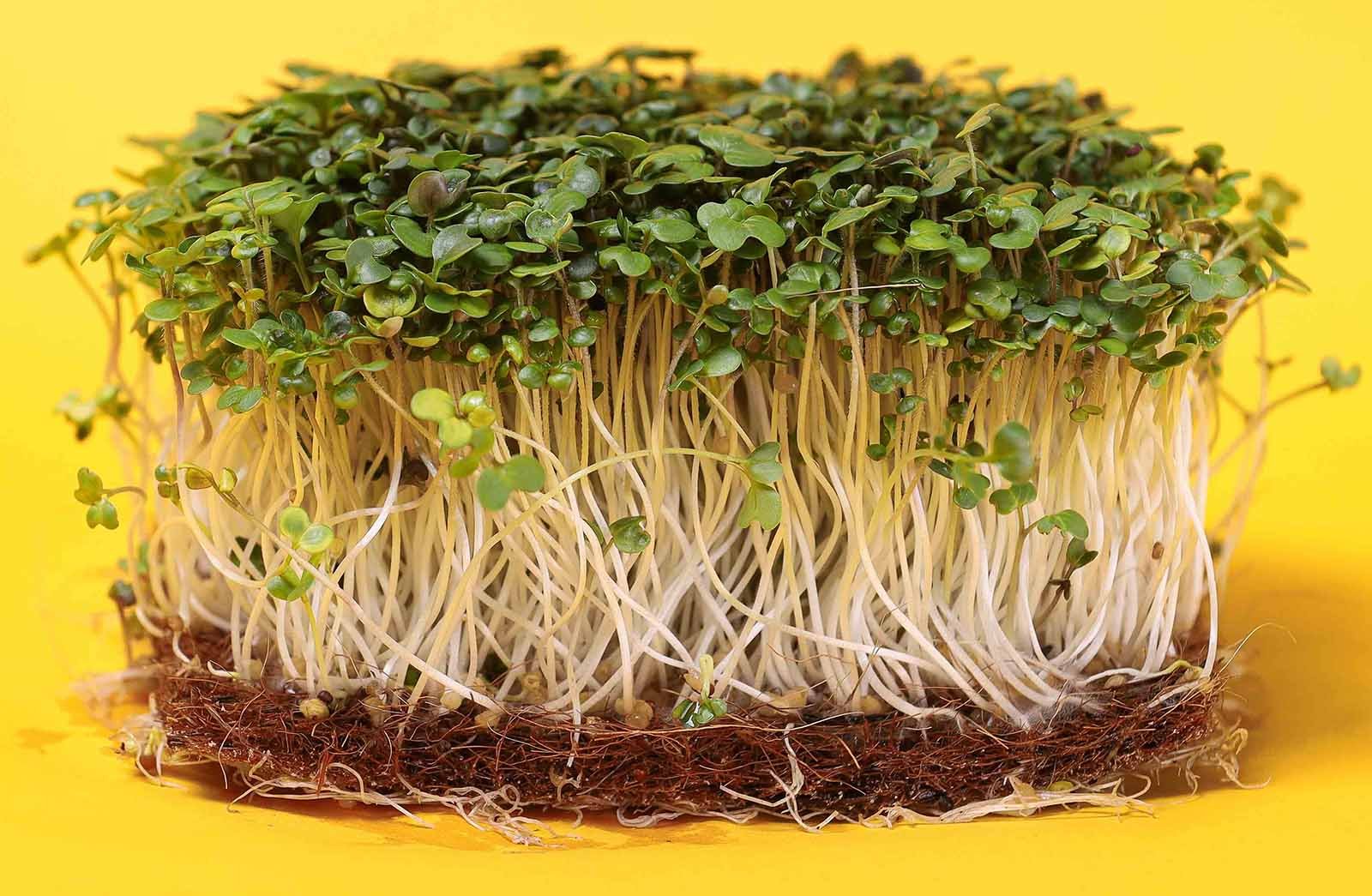 Baltųjų garstyčių mikrožalumynų sėklos