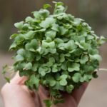 Daikon ridikėlių mikrožalumynų sėklos