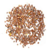 Daikon ridikėlių mikrožalumynų sėklos pagr