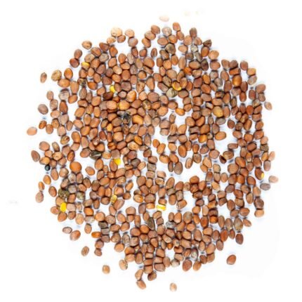 Daikon ridikėlių mikrožalumynų sėklos pagr