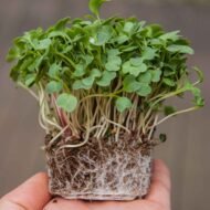 Daikon ridikėlių mikrožalumynų sėklos rankoje