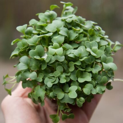 Daikon ridikėlių mikrožalumynų sėklos