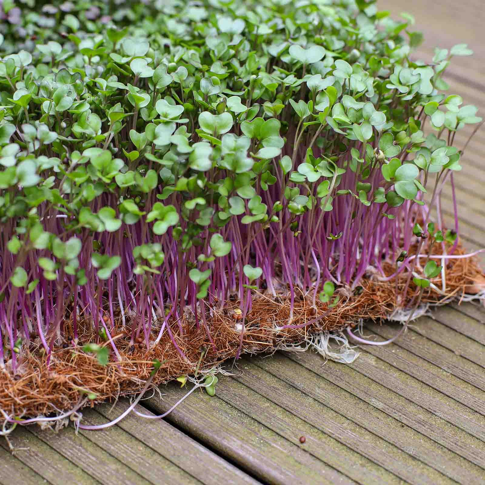 Kokosų pluošto kilimėliai mikrožalumynams 10x12 cm.