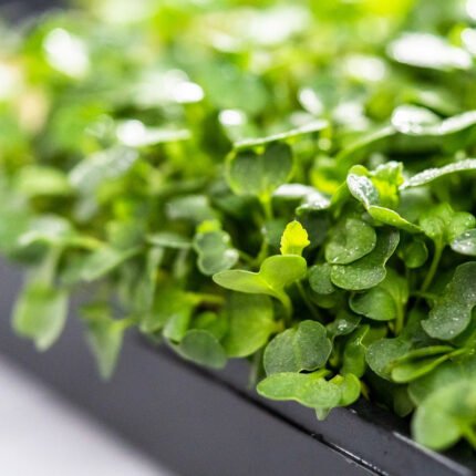 Midi dydžio daiginimo padėklas pagrindinė produkto nuotrauka