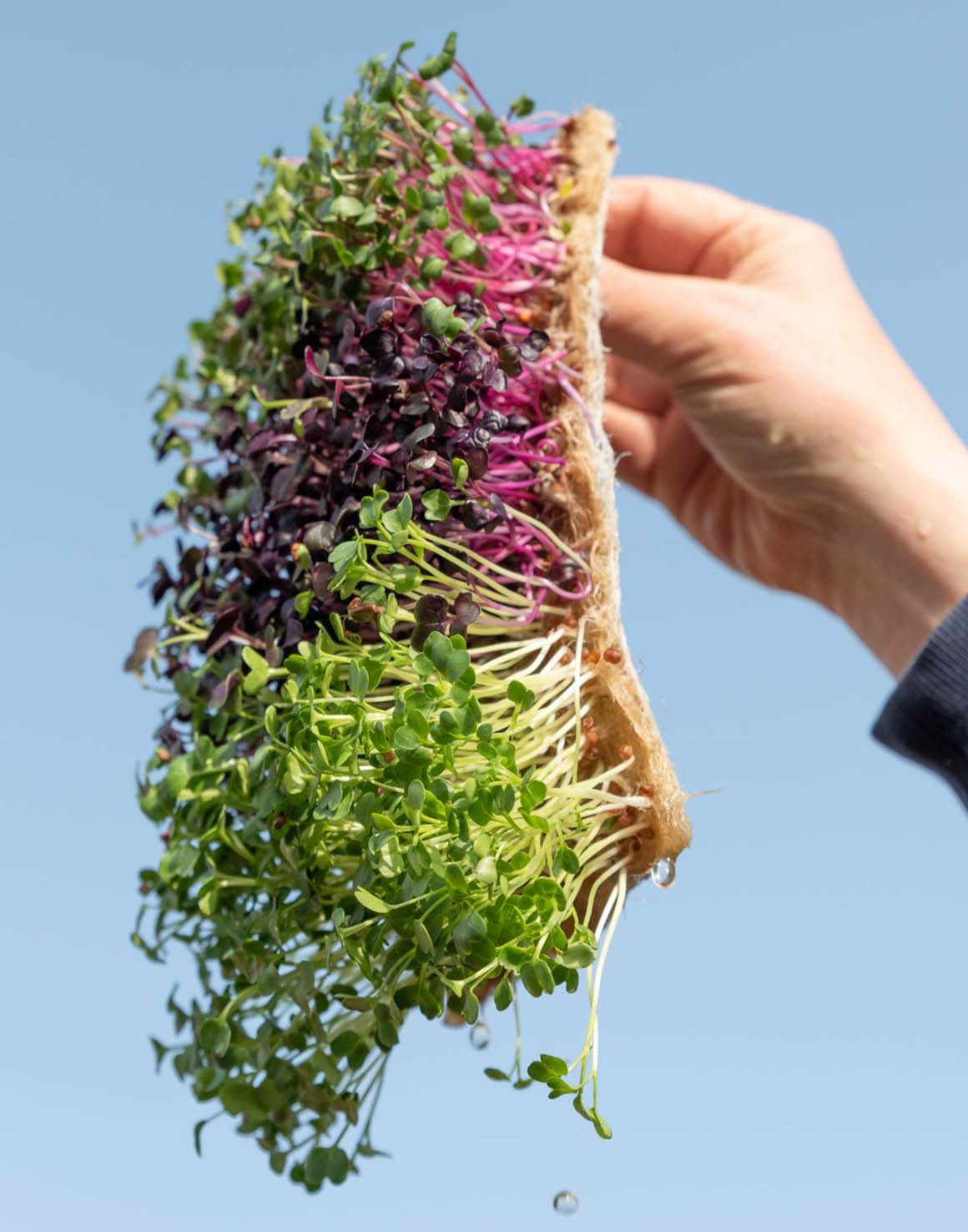 Mikrožalumynų puokštė