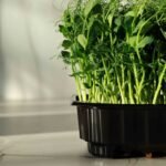 Mini dydžio daiginimo padėklas pagrindinė nuotrauka