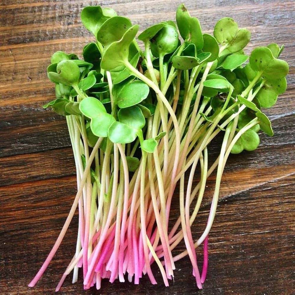 Nupjauti Radish Pink mikrožalumynai