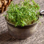 Pipirinės mikrožalumynų sėklos 3 galerijos nuotrauka