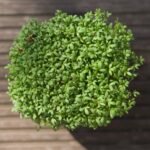 Pipirinės mikrožalumynų sėklos pagrindinė nuotrauka