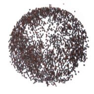 Ropių mikrožalumynų sėklos 1 galerijos paveikslėlis