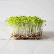 Traškiosios salotos mikrožalumynų sėklos 2 galerijos nuotrauka