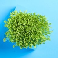 Traškiosios salotos mikrožalumynų sėklos 3 galerijos nuotrauka