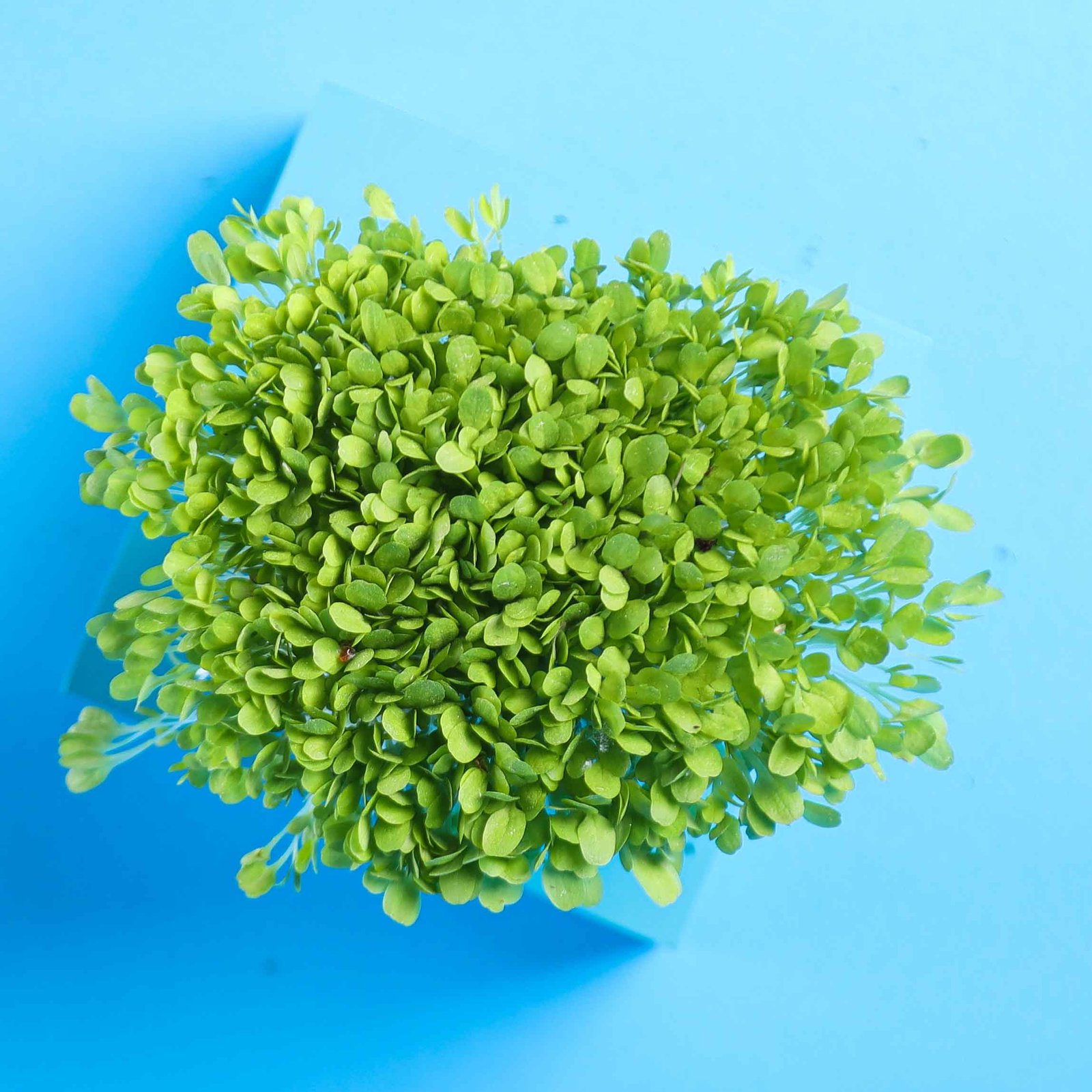 Traškiosios salotos mikrožalumynų sėklos 3 galerijos nuotrauka