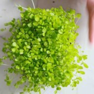 Traškiosios salotos mikrožalumynų sėklos pagrindinė nuotrauka