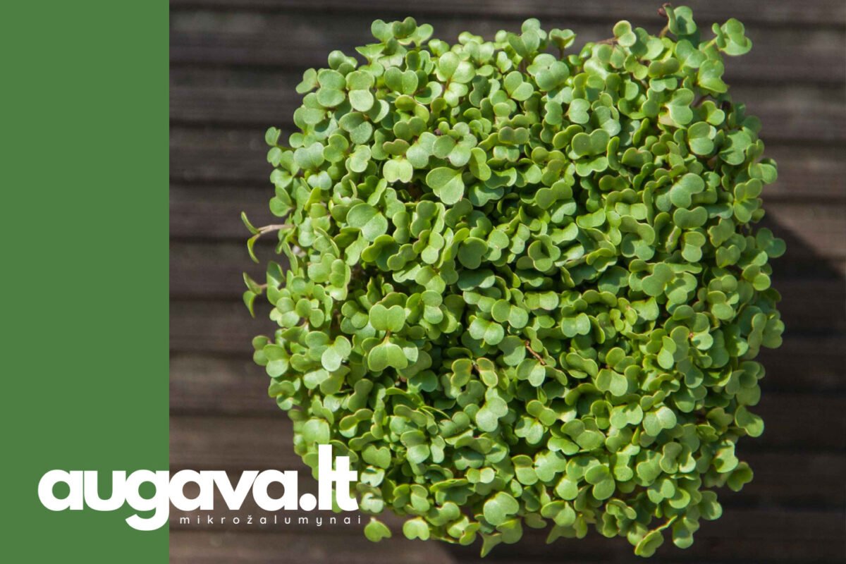 Ropių mikrožalumynai. Straipsniui