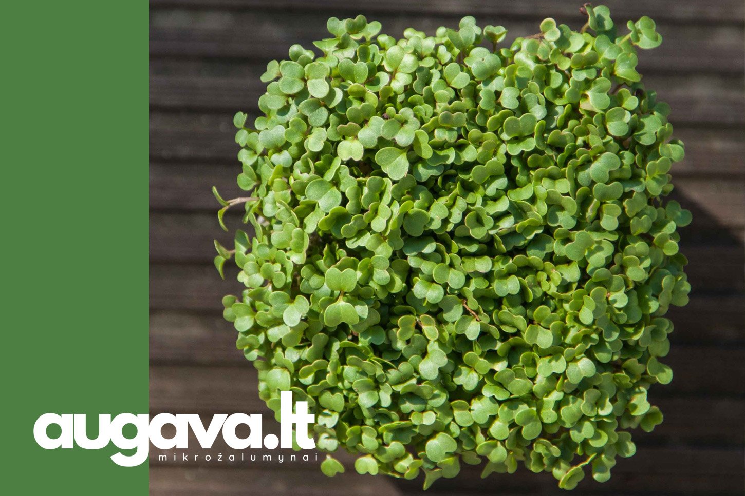 Ropių mikrožalumynai. Straipsniui