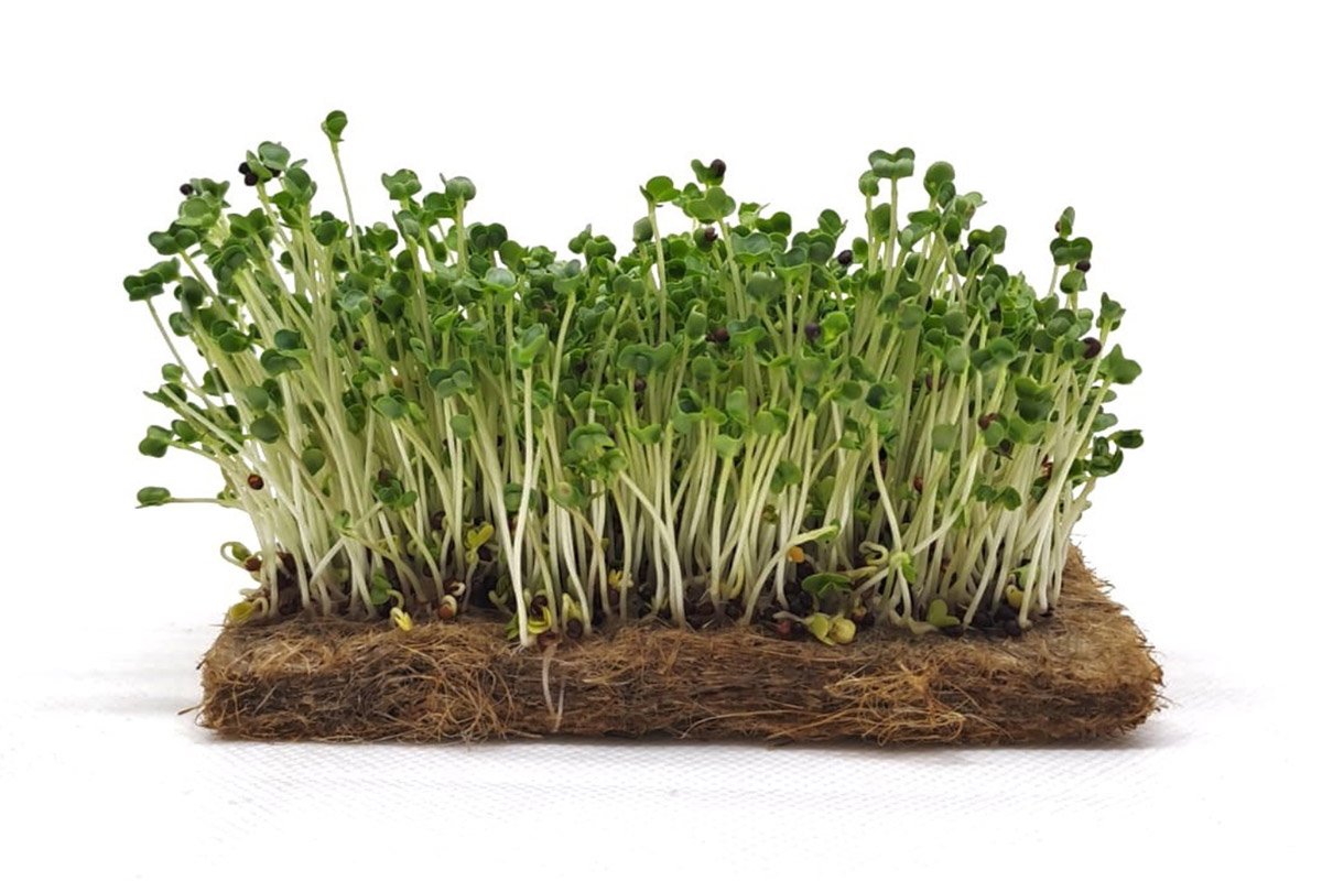 Ropių mikrožalumynai