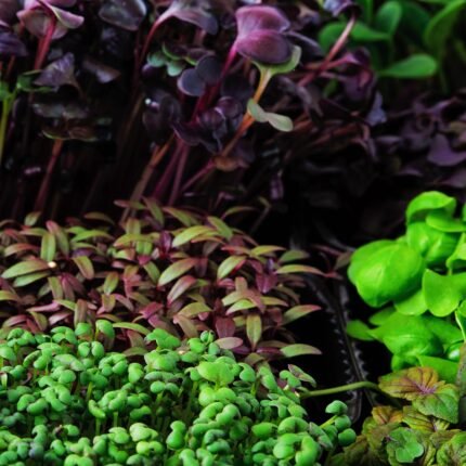 Mikrožalumynų auginimo rinkinys pagrindinė nuotrauka