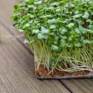 CocoMat kokoso pluošto kilimėliai mikrožalumynams. 2 galeriojos nuotrauka