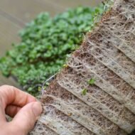 CocoMat kokoso pluošto kilimėliai mikrožalumynams. Pagrindinė nuotrauka