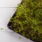 Seklus auginimo padėklas mikrožalumynams. Pagrindinė nuotrauka