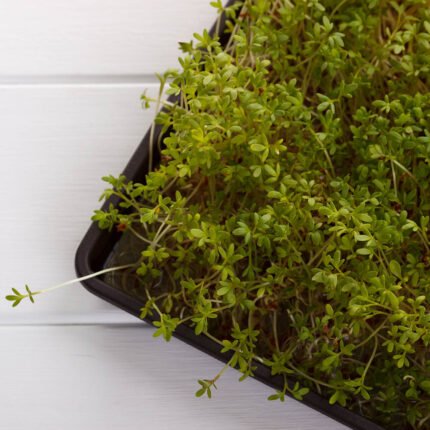 Seklus auginimo padėklas mikrožalumynams. Pagrindinė nuotrauka