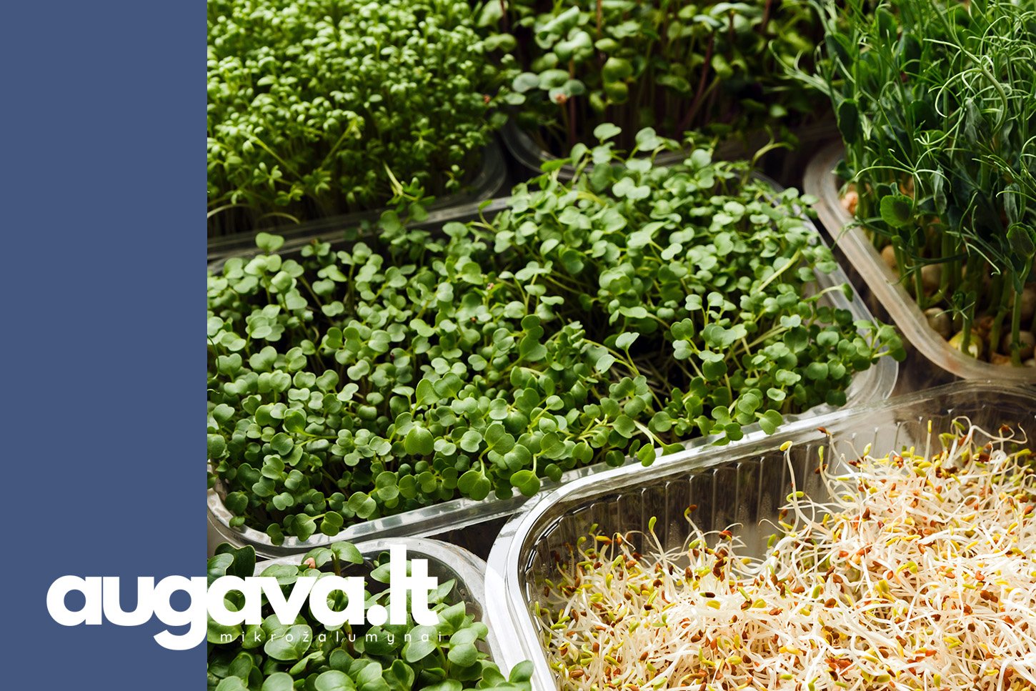 10 mikrožolelių. Straipsniui