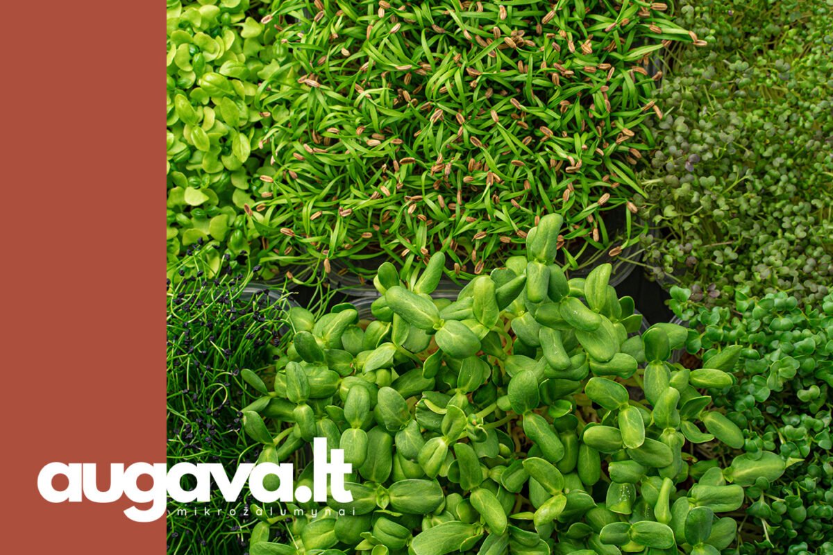 9 maistingiausi mikrožalumynai. Straipsniui