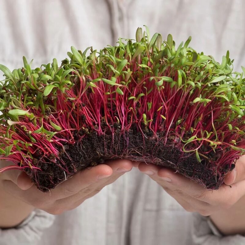 Burokėlių mikrožalumynai