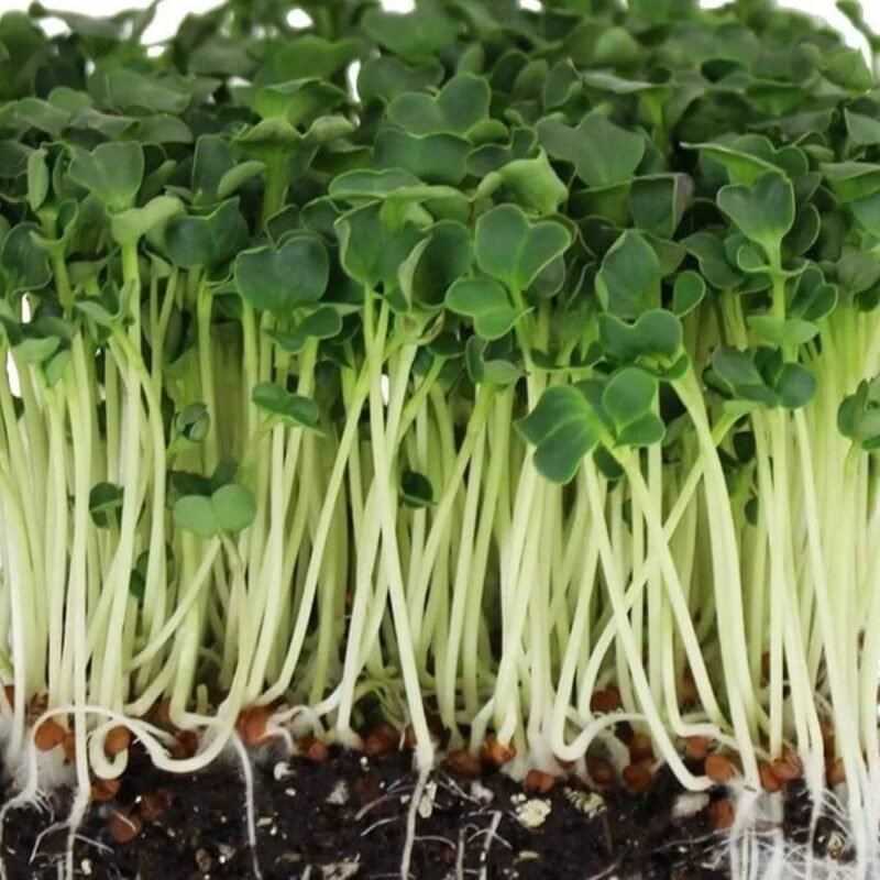 Špinatų mikrožalumynai