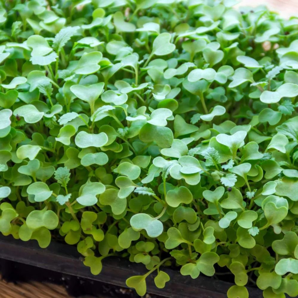 Garstyčių mikrožalumynai