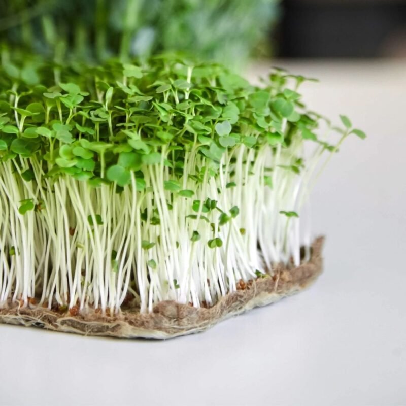 Rukolos (gražgarsčių) mikrožalumynai