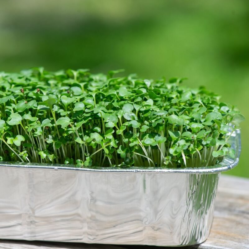 Brokolių mikrožalumynai