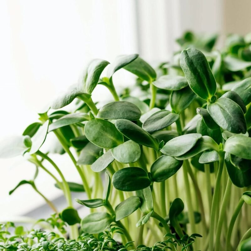 Saulėgrąžų mikrožalumynai