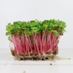 Ekologiški ridikėlių mikrožalumynai